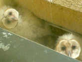 owl beth 1