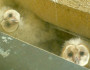 owl beth 1
