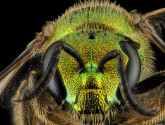 Augochlorella aurata