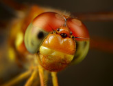 An Eastern Amberwing Dragonfly. National Wildlife Photo Contest entry by Nicholas Thompson.