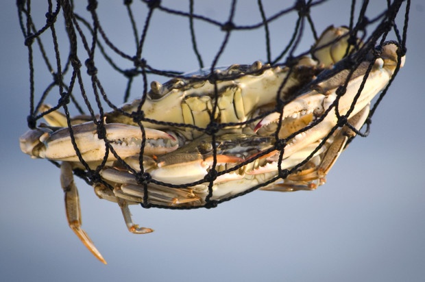 A pair of mating blue crab are harvested.  Photo courtesy of chesbayprogram