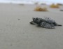 A Kemp's ridley hatchling crawls towards the Gulf of Mexico. Photo: National Park Service