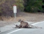 A mountain lion enjoys her dinner on Mulholland Drive in the Santa Monica Mountains.