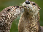 river otters