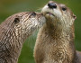 river otters