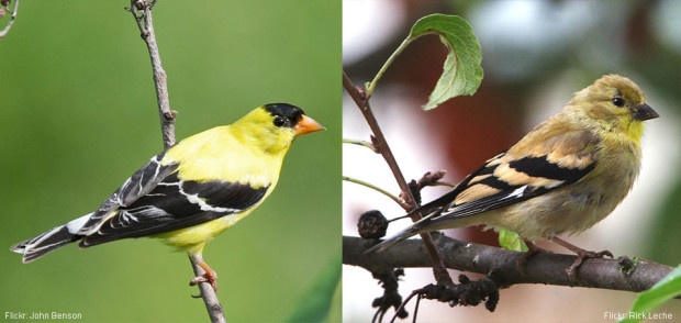 Difference between breeding and non-breeding plumage for a male American goldfinch