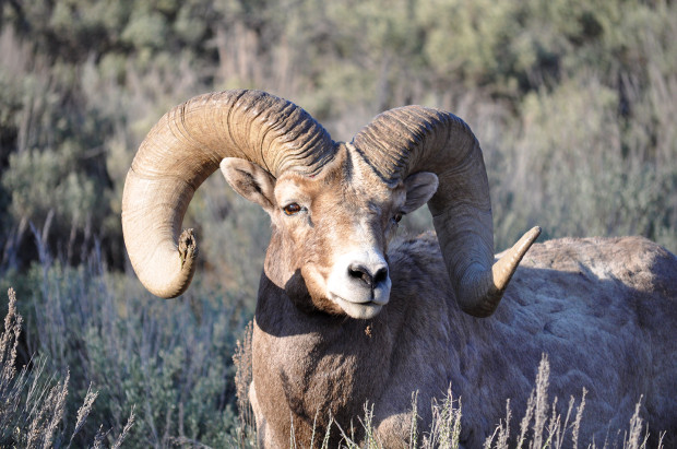 A bighorn ram in Yellowstone National Park. Photo by National Wildlife Photo Contest Entrant Cal Bebee.