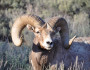 A bighorn ram in Yellowstone National Park. Photo by National Wildlife Photo Contest Entrant Cal Bebee.