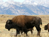 These bison near Grand Teton National Park in Wyoming are among the wildlife dependent on public lands. Photo by Ann Morgan
