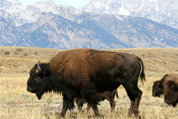 These bison near Grand Teton National Park in Wyoming are among the wildlife dependent on public lands. Photo by Ann Morgan