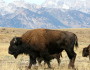 These bison near Grand Teton National Park in Wyoming are among the wildlife dependent on public lands. Photo by Ann Morgan