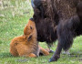 Bison nuzzling calf