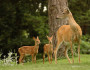 Blog Acorn Deer Glenda Powers 121240 Donated copy