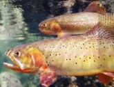 Salmon- Pat Clayton
