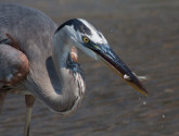 Photo by National Wildlife Photo Contest entrant Barbi Martinson.