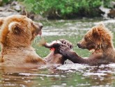 Grizzly bears depend on salmon.