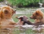 Grizzly bears depend on salmon.