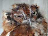 Molting-Owl_JimH_283x197