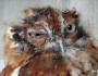 Molting-Owl_JimH_283x197