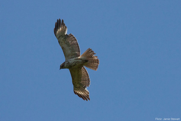 Symmetrical Molting in Hawk Overhead