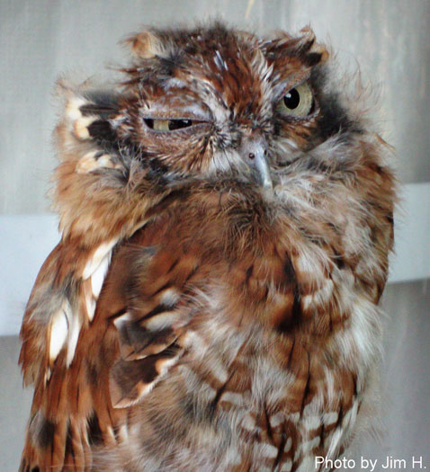 Closeup of a bird's body covered in brown feathers with white