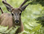 Mule deer