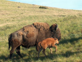 Bison and calf. Flickr photo from U.S. Fish and Wildlife Service.