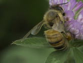 Cover crops make bees happy. Photo: flick user steveburt1947