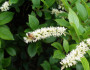 Virginia Sweetspire