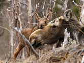 Moose with calf