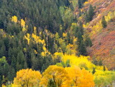 Aspens