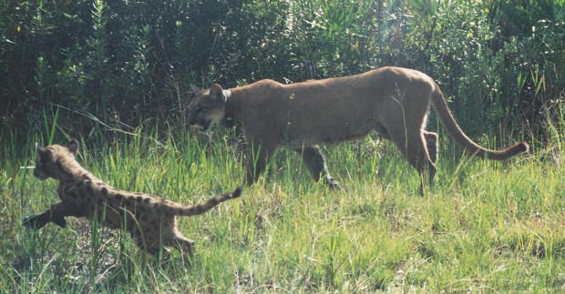 Collared panther known as FP 110 and her kitten. (Photo by Florida Fish and Wildlife)