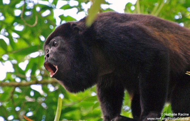 Male howler monkey in Costa Rica. (Photo by National Wildlife Photo Contest entrant Nathalie Racine) 