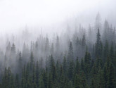 Lodgepole pine trees in Colorado. Photo by National Wildlife entrant Mandy Christy.