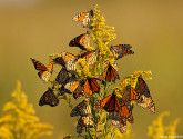 Monarchs by Dave Hawkins.