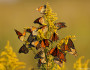 Monarchs by Dave Hawkins.