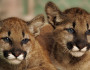 Mountain lion cubs at Sonoma County Wildlife Rescue.