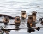 A family of five curious River Otters in Lime Kiln State Park on Washington's San Juan Island. Photo by National Wildlife Photo Contest entrant Tyler Davis.