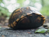 Box Turtle (Photo by Brian Hefele)