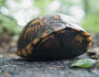 Box Turtle (Photo by Brian Hefele)