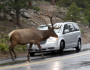 Bull elk stopping traffic is a typical sight in the fall in Rocky Mountain National Park. This isn't a typical fall. NWF Photo