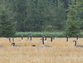 Whether it's their home or a pit stop on the way south for the winter, many wildlife depend on working farm land. Photo: Ryan Stockwell