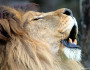 Lion Roar