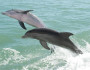 Bottlenose dolphins in the Gulf of Mexico. Flickr photo by pmarkham.