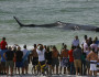 Beach Whale
