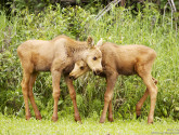 A pair of baby moose calves. Photo by National Wildlife Photo Contest entrant . Gary Lackie.