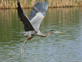 Great blue heron in flight. Photo by National WildlifePhoto Contest entrant LaMar Horton.