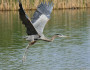 Great blue heron in flight. Photo by National WildlifePhoto Contest entrant LaMar Horton.