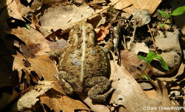 Toads use the leaf litter to hide and hibernate.