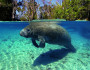 A manatee swimming warm shallow water
photo by Flickr, ASCOM Prefeitura de...